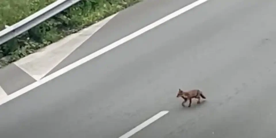 renard sur l'autoroute A13