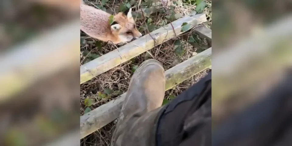 renard sur un mirador
