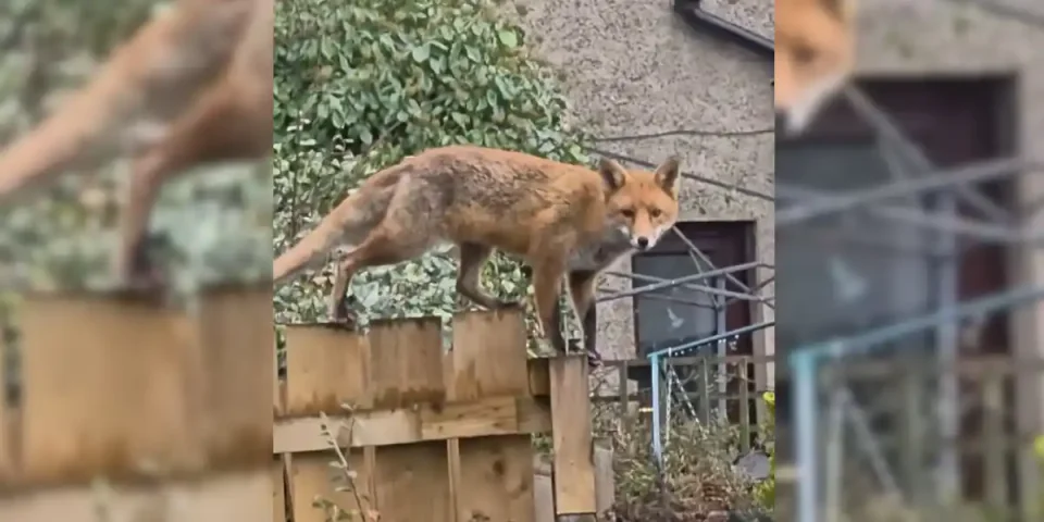 renard-sur-une-palissade