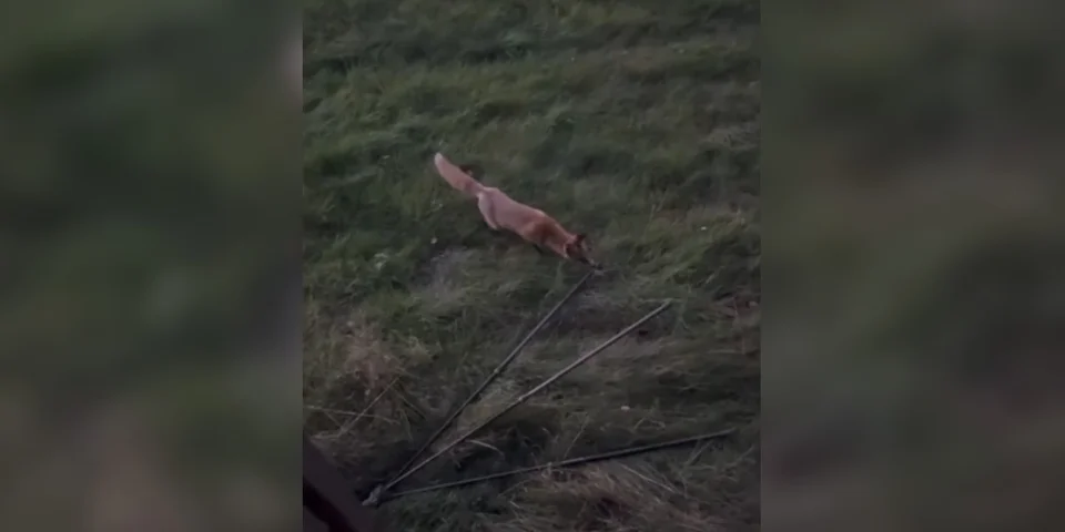 renard vole un trepied