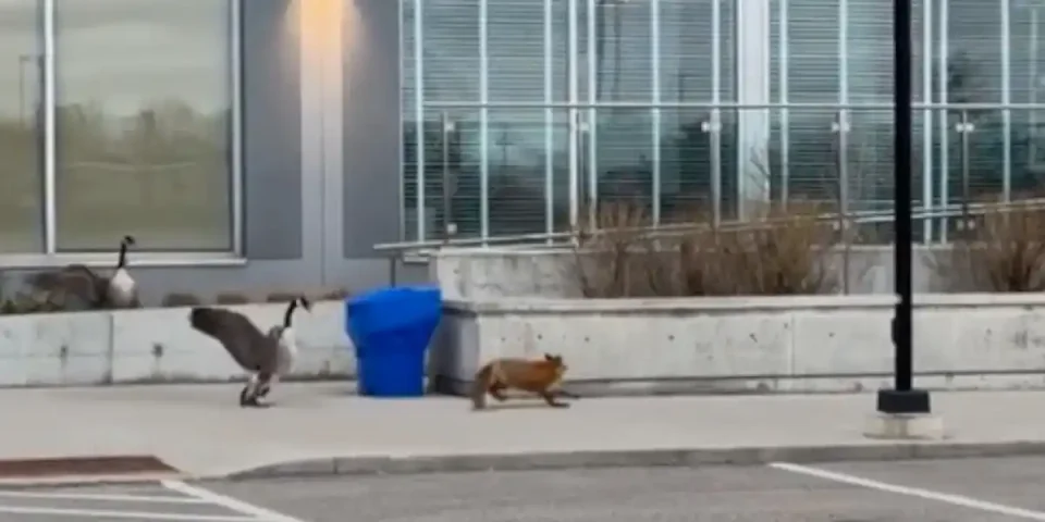 renard-vs-bernaches