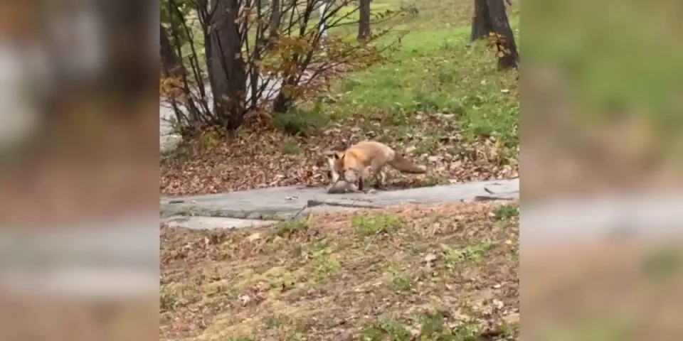 renard vs canard