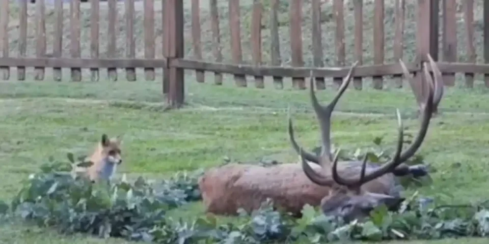 renard vs cerf