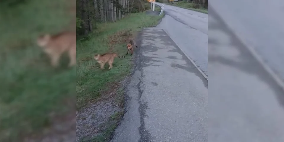 renard vs chats