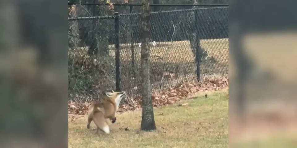 renard vs ecureuil