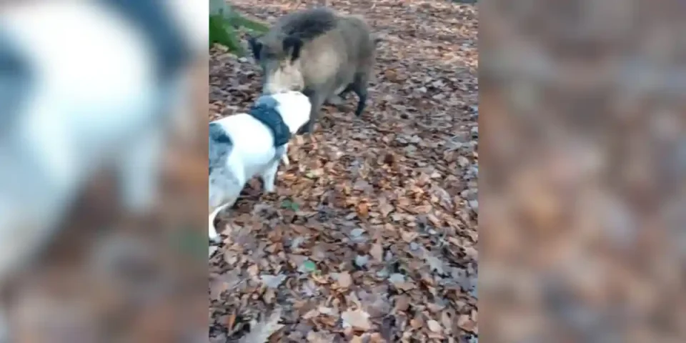 [Vidéo] Un sanglier approche un promeneur et son chien pour une rencontre étonnante