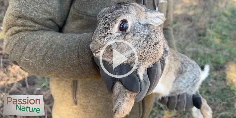 [Vidéo] Les caméras de Passion Nature suivent les chasseurs du Nord mobilisés pour le lapin