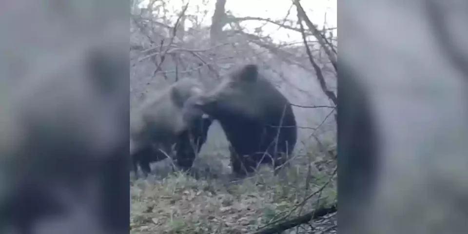 rixe entre deux gros sangliers