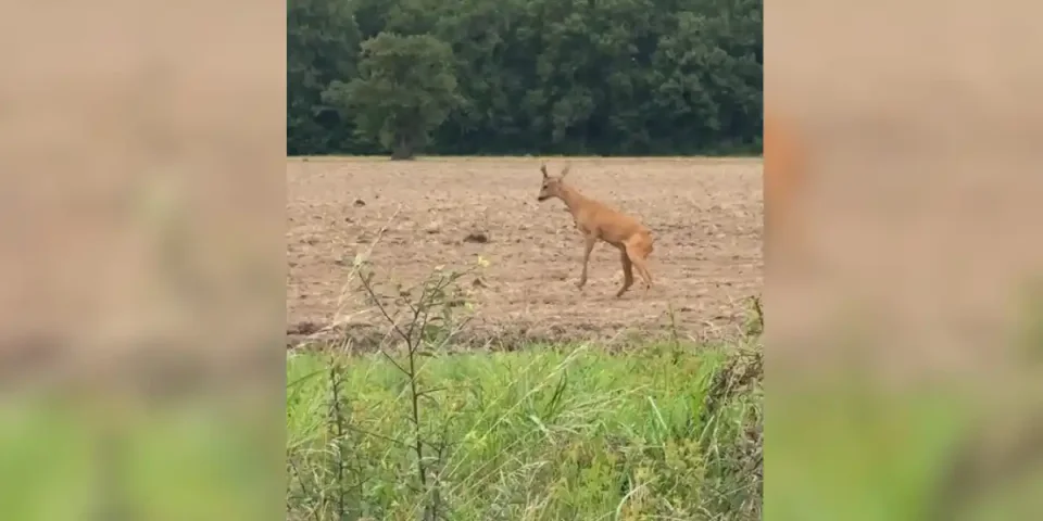 rut chevreuil