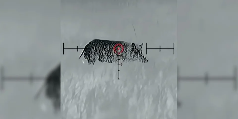 sanglier 22LR