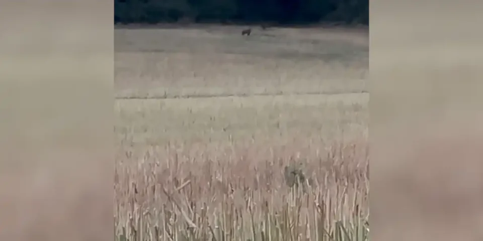 sanglier a 200m