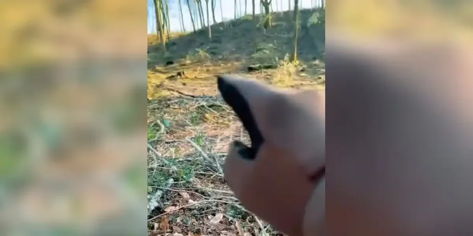 sanglier apparait