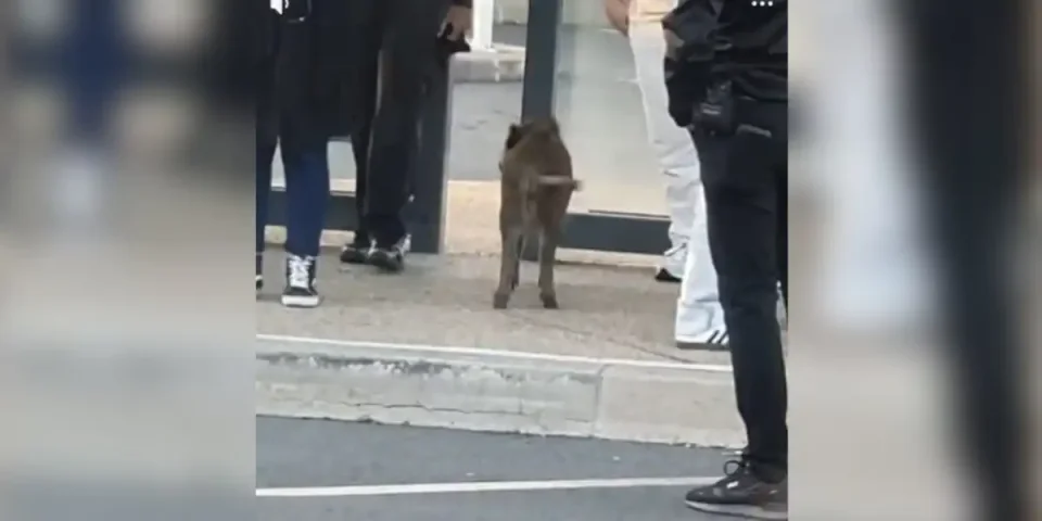 sanglier arret de bus avon