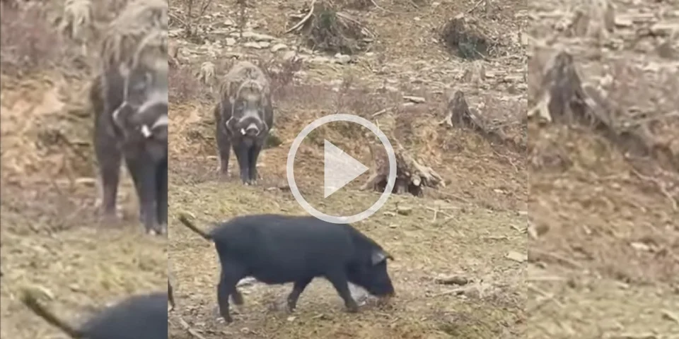 [Vidéo] Un sanglier s’attaque à des cochons dans un élevage