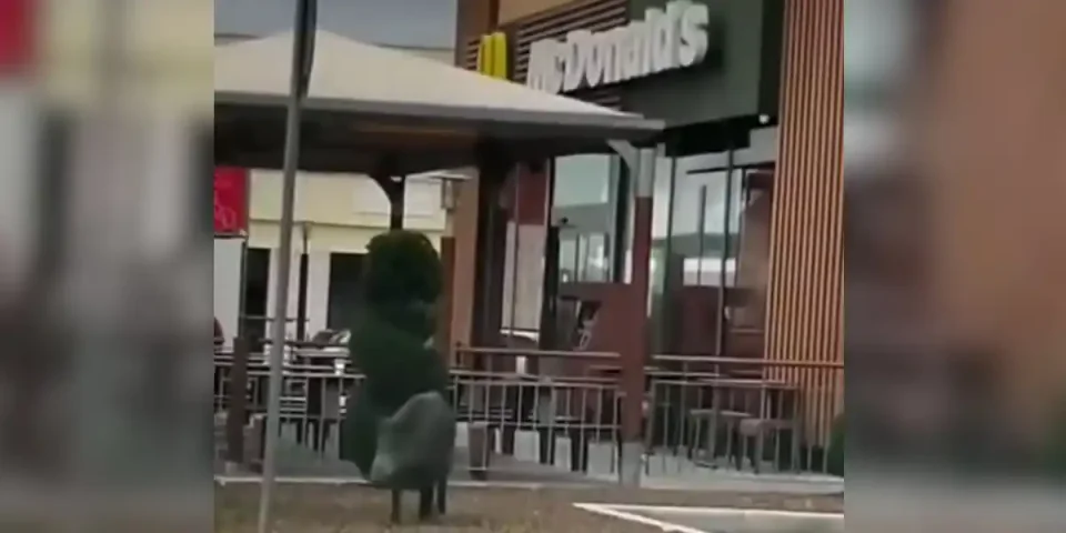 sanglier au McDo
