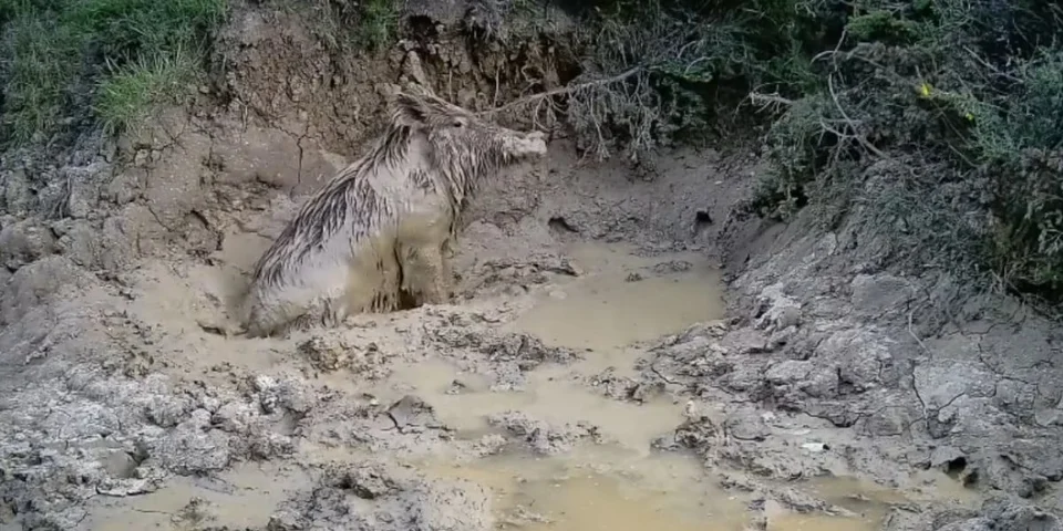 sanglier bain de boue
