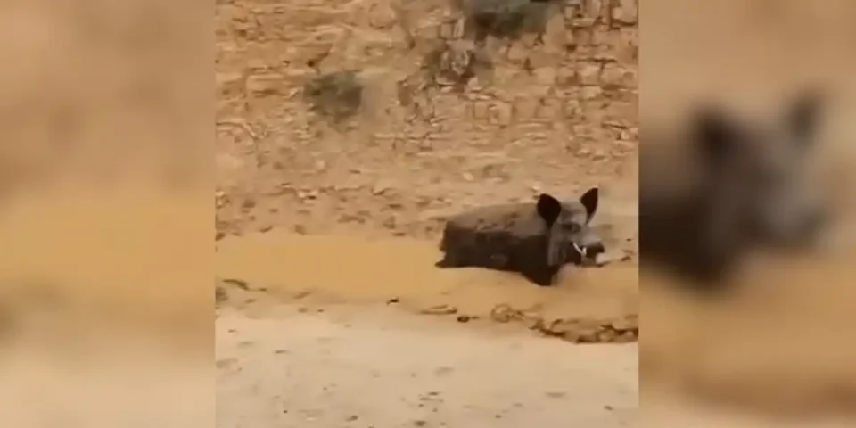 sanglier bien armé