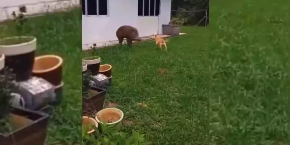 sanglier blesse un chien