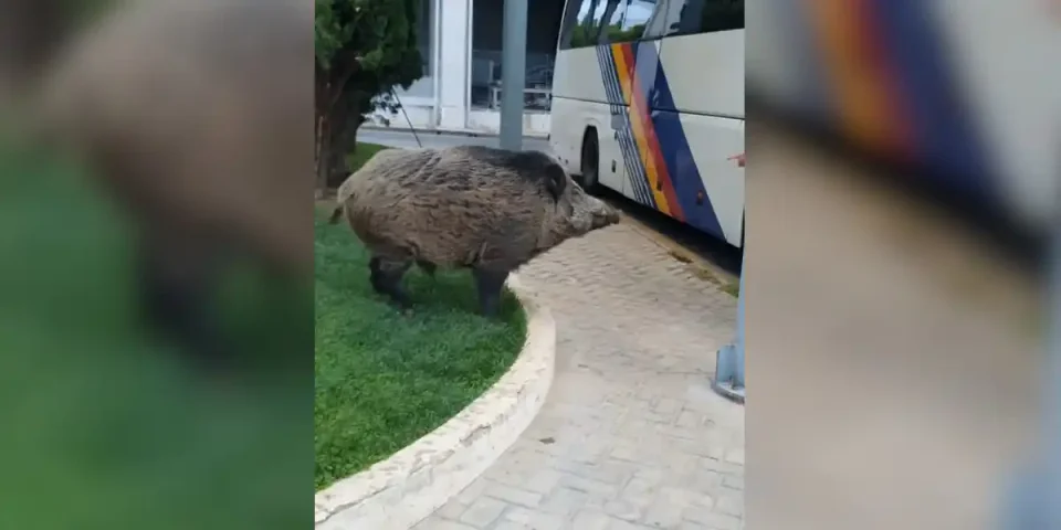 sanglier bus