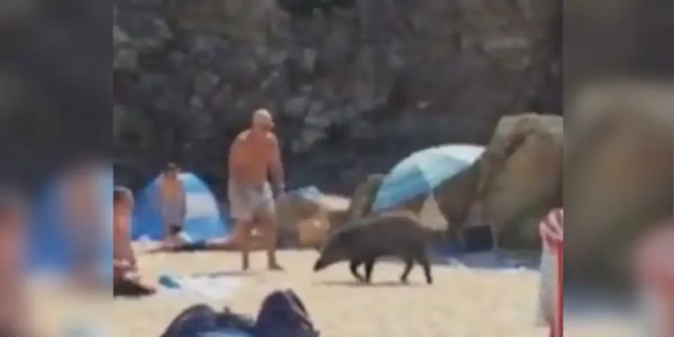 sanglier cavalaire sur mer