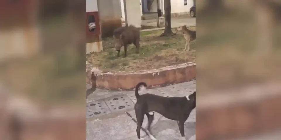 sanglier cerné par les chiens