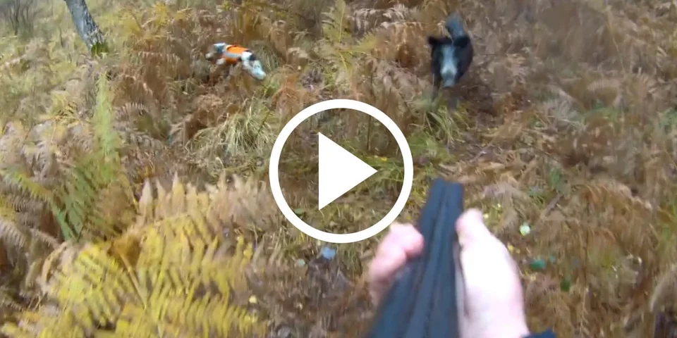 [Vidéo] Un sanglier démarre entre les chiens et charge droit sur un chasseur
