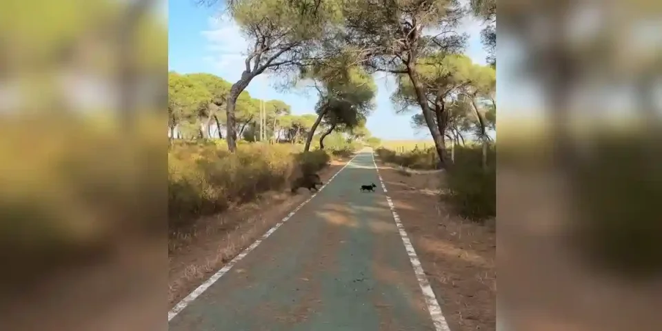 sanglier charge un chien