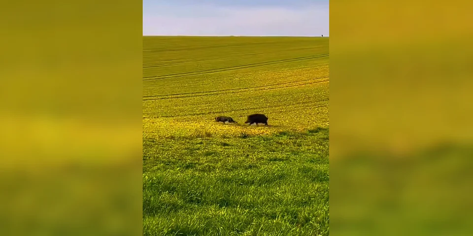 sanglier charge un chien
