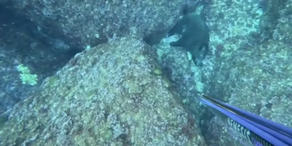 sanglier chasse sous marine