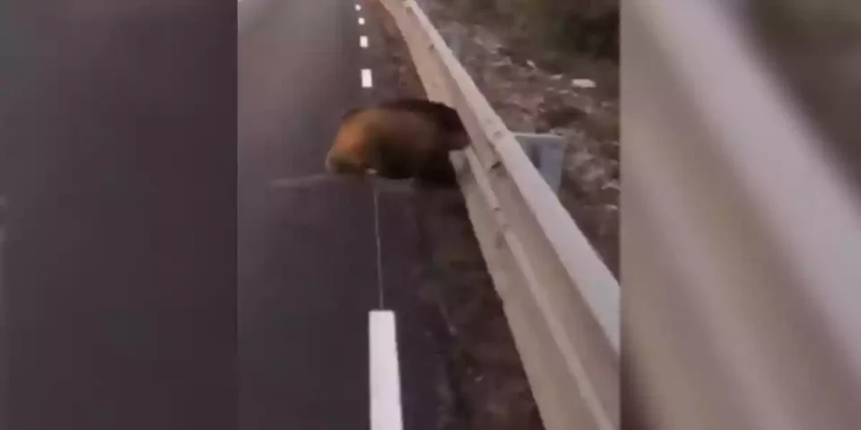 sanglier coincé dans une glissière