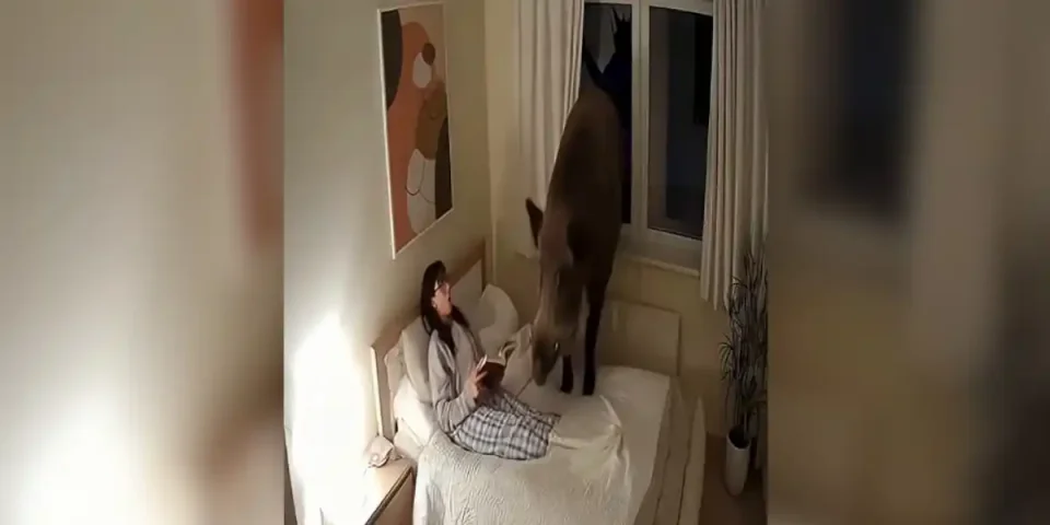 sanglier dans la chambre