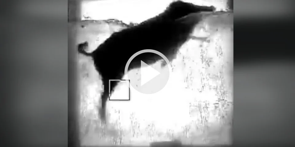 [Vidéo] Insolite : Une station de comptage de poissons voit passer un sanglier!