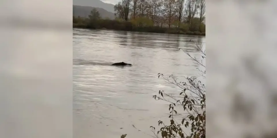 sanglier dans le rhone