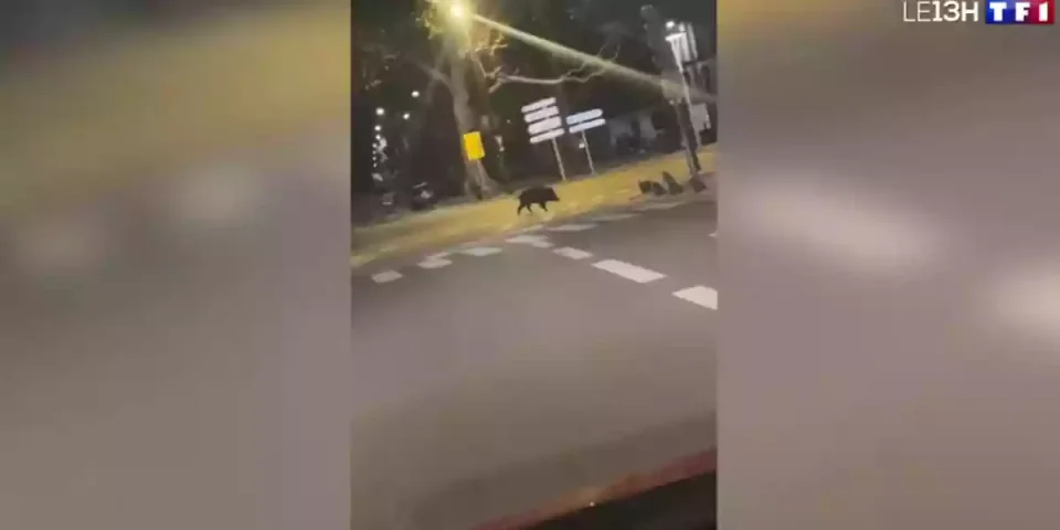 [Vidéo] Surprise totale pour les habitants de Nantes, un gros sanglier a parcouru le centre-ville