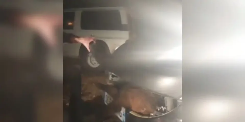 sanglier dans une calandre