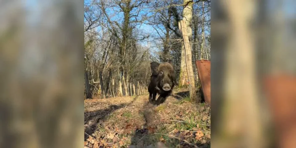 sanglier défonce un téléphone