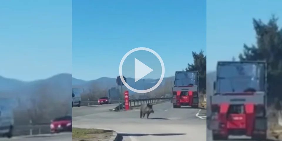[Vidéo] Un sanglier longe une route principale et entre dans un contrôle technique