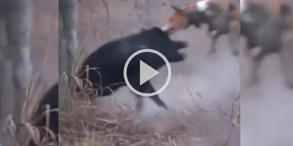 [Vidéo] Un sanglier envole littéralement un chien de chasse heureusement bien équipé!