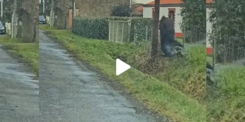 [Vidéo] Un sanglier fait un salto impressionnant en défonçant une clôture