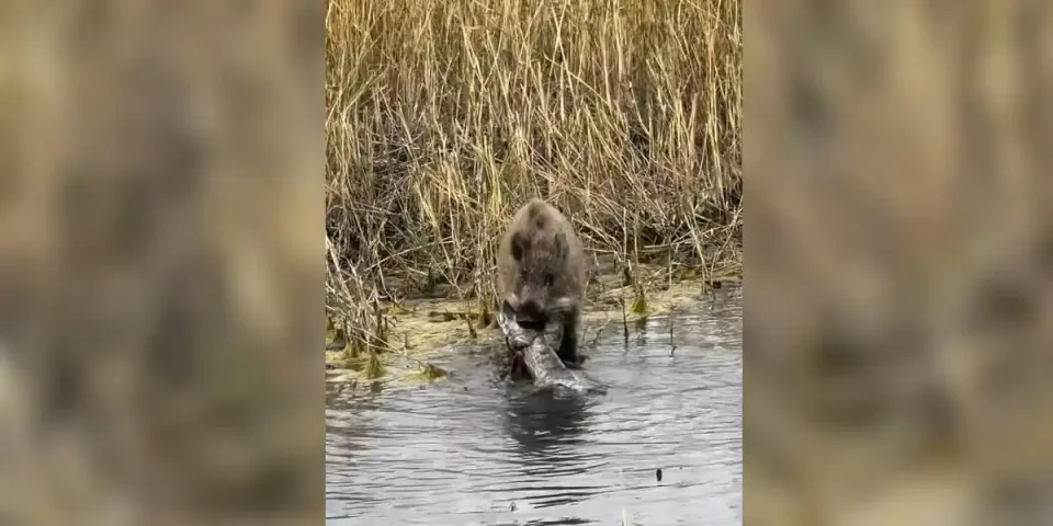 sanglier gros poissson