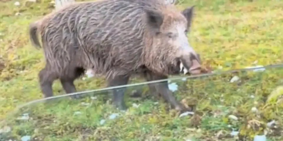 sanglier-impressionnant