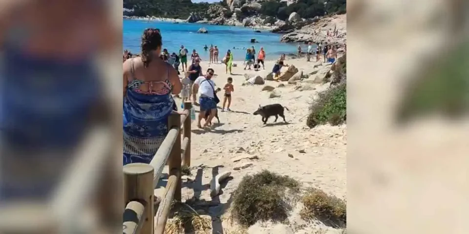 sanglier mord les fesses d'un touriste