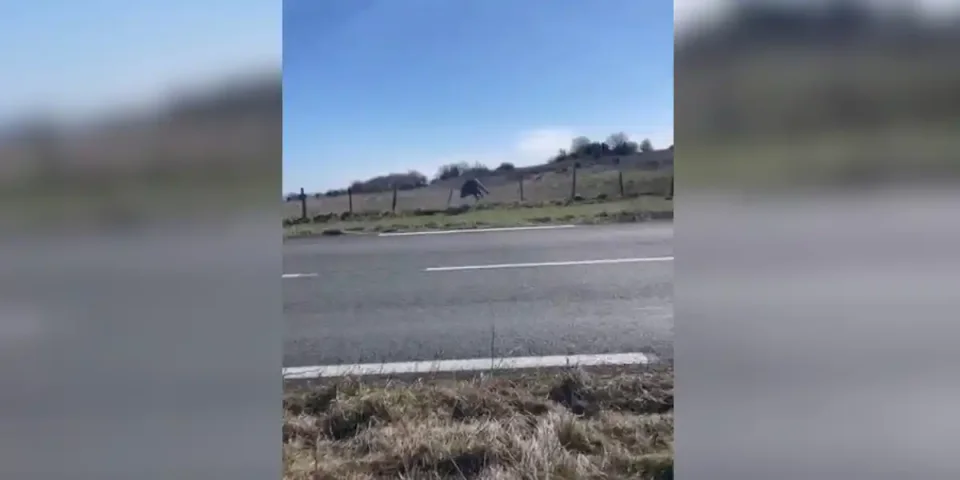 sanglier passe des barbelés