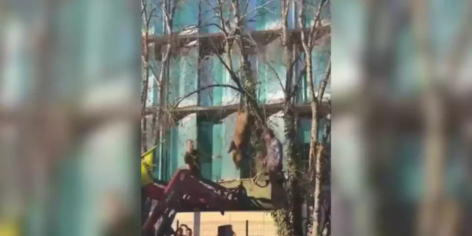 [Vidéo] Les agriculteurs en colère ont pendu et éventré un sanglier devant l’inspection du travail à Agen