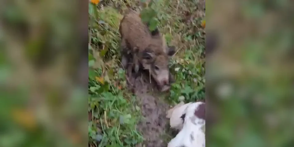 sanglier-poursuit-un-chien-dans-les-ronces