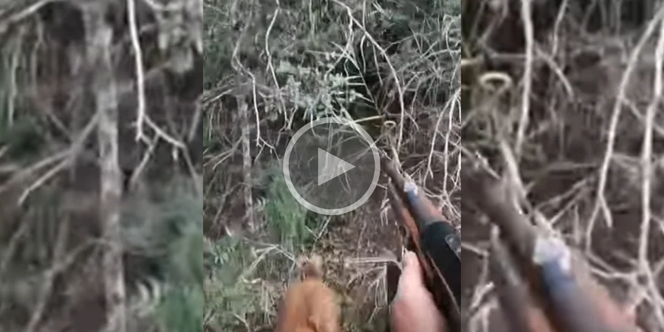 [Vidéo] Un chasseur tire un sanglier in extremis pour défendre son chien