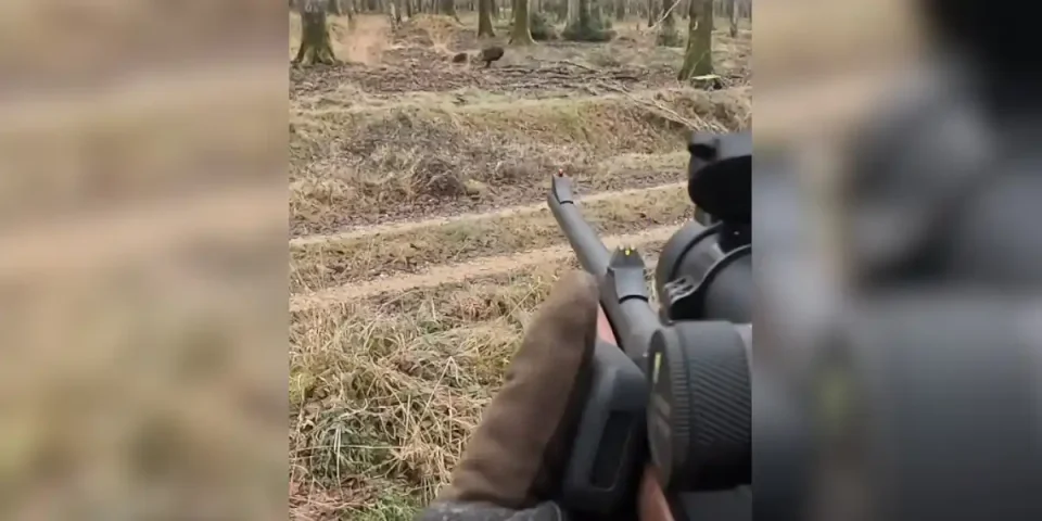sanglier repris par un posté