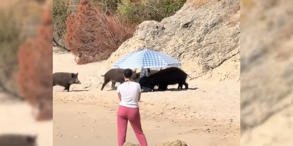 sanglier sacs de plage