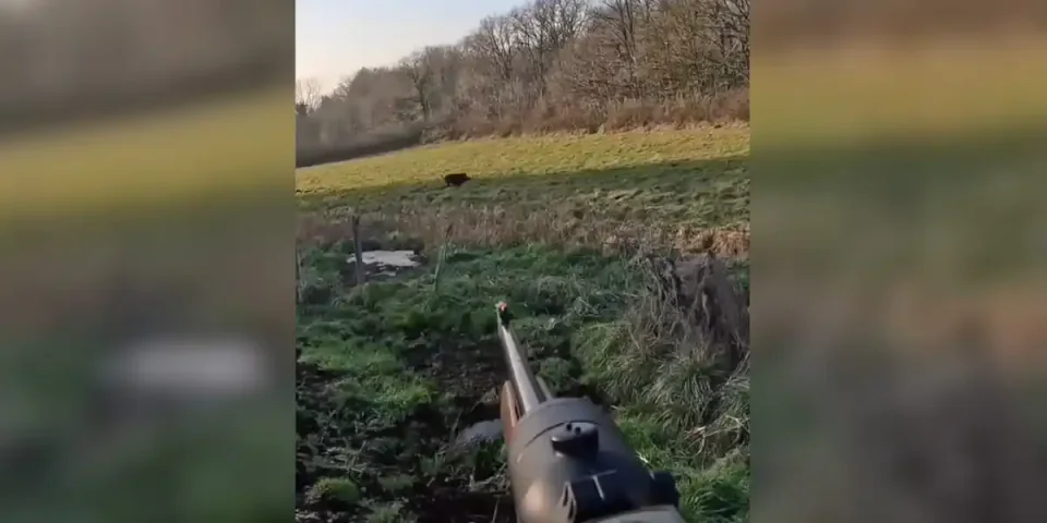 sanglier salto avant
