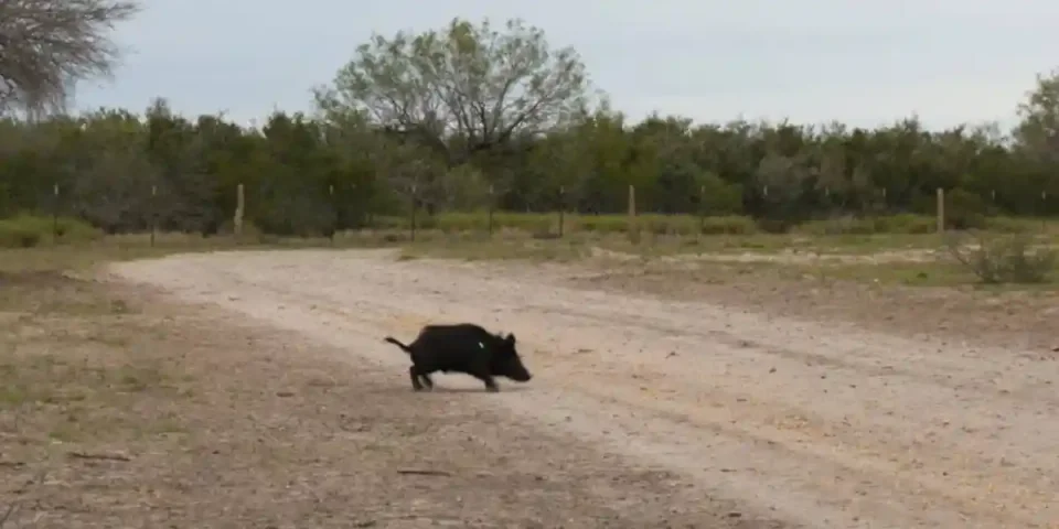 [Vidéo] Une chasseresse foudroie un sanglier à l’arc